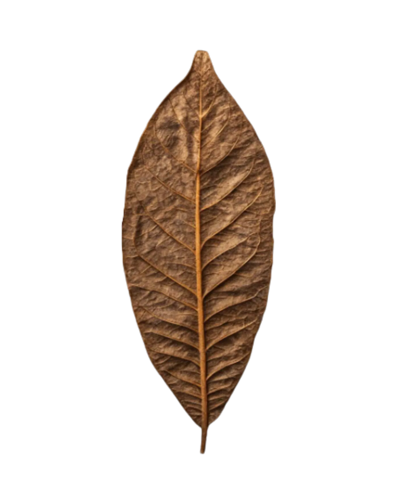 A single whole RawLeaf tobacco leaf